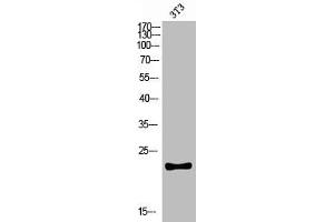 Western blot analysis of 3T3 lysis using CKLF antibody. (CKLF Antikörper  (C-Term))