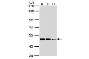 Image no. 1 for anti-Glutamate Decarboxylase 2 (Pancreatic Islets and Brain, 65kDa) (GAD2) (AA 353-556) antibody (ABIN467585) (GAD65 Antikörper  (AA 353-556))