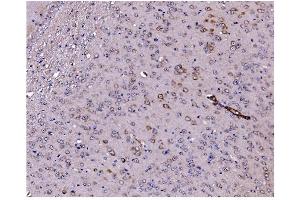 IHC analysis of Caspase-9/Casp9 using anti-Caspase-9/Casp9 antibody (ABIN7600418).