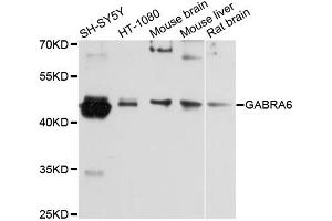 Western blot analysis of extracts of various cell lines, using GABRA6 antibody (ABIN6292938) at 1:3000 dilution. (GABRA6 Antikörper)