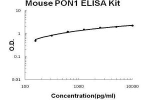 Mouse PON1 PicoKine ELISA Kit standard curve