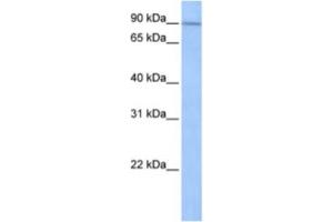 Western Blotting (WB) image for anti-Sad1 and UNC84 Domain Containing 1 (SUN1) antibody (ABIN2463303)