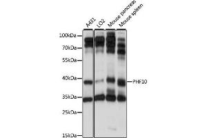 Western blot analysis of extracts of various cell lines, using PHF10 antibody (ABIN7269261) at 1:1000 dilution. (PHF10 Antikörper  (AA 1-300))