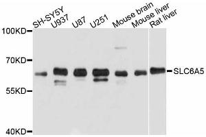 Western blot analysis of extracts of various cell lines, using SLC6A5 antibody. (SLC6A5 Antikörper)