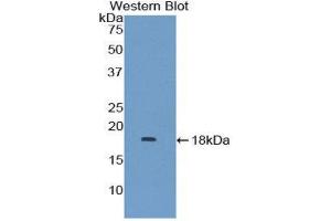 Western Blotting (WB) image for anti-Mitogen-Activated Protein Kinase Kinase 1 Interacting Protein 1 (MAPKSP1) (AA 1-124) antibody (ABIN1859761) (MAPKSP1 Antikörper  (AA 1-124))