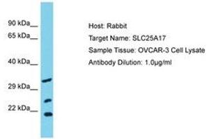 Image no. 1 for anti-Solute Carrier Family 25 (Mitochondrial Carrier, Peroxisomal Membrane Protein, 34kDa), Member 17 (SLC25A17) (AA 63-112) antibody (ABIN6750581)