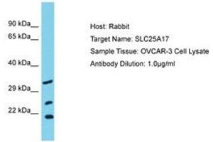 Image no. 1 for anti-Solute Carrier Family 25 (Mitochondrial Carrier, Peroxisomal Membrane Protein, 34kDa), Member 17 (SLC25A17) (AA 63-112) antibody (ABIN6750581) (SLC25A17 Antikörper  (AA 63-112))