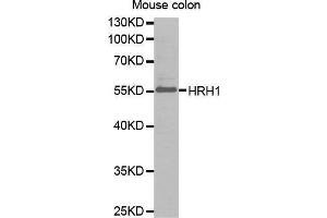 Western Blotting (WB) image for anti-Histamine Receptor H1 (HRH1) antibody (ABIN1680348)