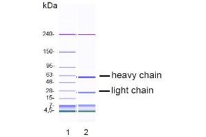 CGE analysis of purified DY-7G2 monoclonal antibody. (ERBB3 Antikörper)