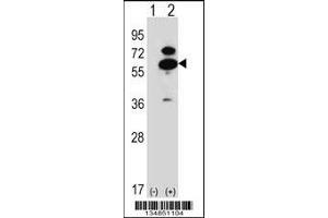 Western blot analysis of Oxsr1 using rabbit polyclonal Mouse Oxsr1 Antibody using 293 cell lysates (2 ug/lane) either nontransfected (Lane 1) or transiently transfected (Lane 2) with the Oxsr1 gene.
