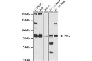 Western blot analysis of extracts of various cell lines, using MTMR1 antibody (ABIN7268763) at 1:1000 dilution. (MTMR1 Antikörper)