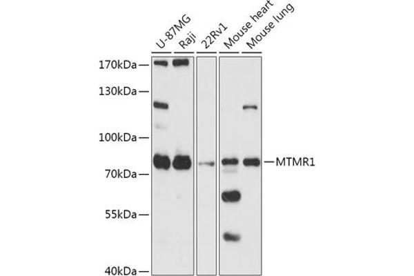 MTMR1 anticorps
