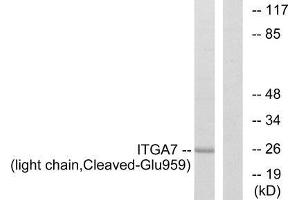Western blot analysis of extracts from COS-7 cells, treated with etoposide (25uM, 1hour), using ITGA7 (light chain, Cleaved-Glu959) antibody. (ITGA7 Antikörper  (Cleaved-Glu959))