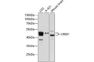 Western blot analysis of extracts of various cell lines, using CREB1 Rabbit pAb (ABIN7266053) at 1:1000 dilution. (CREB1 Antikörper  (AA 1-341))