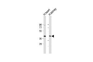 All lanes : Anti-DACL2 Antibody (Center) at 1:2000 dilution Lane 1: Human heart lysate Lane 2: Human kidney lysate Lysates/proteins at 20 μg per lane. (AADACL2 Antikörper  (AA 156-182))