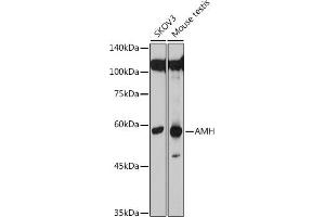 Western blot analysis of extracts of various cell lines, using AMH antibody (ABIN7265629) at 1:500 dilution. (AMH Antikörper  (AA 20-280))
