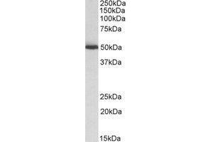 Western blot analysis: ALDH2 antibody staining of Mouse Liver lysate at 0. (ALDH2 Antikörper  (Internal Region))