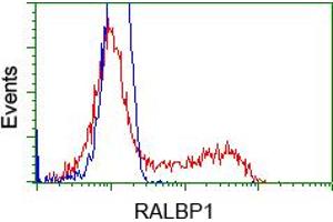 HEK293T cells transfected with either pCMV6-ENTRY RALBP1 (RC201524) (Red) or empty vector control plasmid (Blue) were immunostained with anti-RALBP1 mouse monoclonal (ABIN2453583), and then analyzed by flow cytometry. (RALBP1 Antikörper)