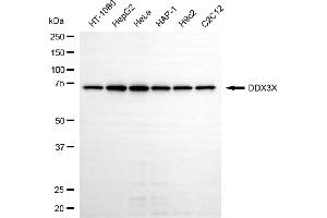 anti-DEAD (Asp-Glu-Ala-Asp) Box Polypeptide 3, X-Linked (DDX3X) antibody