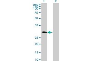 Western Blot analysis of PLEKHF2 expression in transfected 293T cell line by PLEKHF2 MaxPab polyclonal antibody.