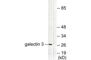 Western Blotting (WB) image for anti-Galectin 3 (LGALS3) (Internal Region) antibody (ABIN1848562) (Galectin 3 Antikörper  (Internal Region))