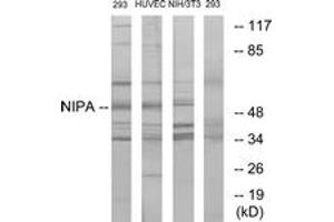 Western blot analysis of extracts from 293/HuvEc/NIH-3T3, using NIPA (Ab-354) Antibody. (ZC3HC1 Antikörper  (AA 320-369))
