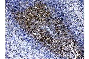 IHC testing of FFPE mouse spleen tissue with CD90 antibody. (CD90 Antikörper)