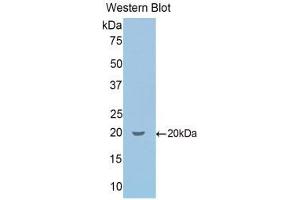 Western Blotting (WB) image for anti-Secretogranin II (SCG2) (AA 430-586) antibody (ABIN1860503)