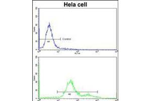 Flow cytometric analysis of hela cells using MCAM Antibody (bottom histogram) compared to a negative control cell (top histogram)FITC-conjugated goat-anti-rabbit secondary antibodies were used for the analysis. (MCAM Antikörper  (AA 161-189))