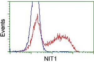 Image no. 2 for anti-Nitrilase 1 (NIT1) antibody (ABIN1499735)