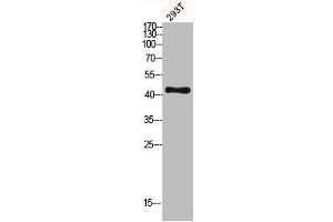 Western blot analysis of 293T lysis using MKP-1/2 antibody. (MKP-1/2 Antikörper)