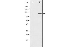 Western blot analysis of MSK1 expression in HT29 whole cell lysates,The lane on the left is treated with the antigen-specific peptide. (MSK1 Antikörper  (Internal Region))