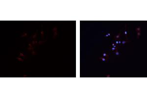 ABIN6279474 staining HEPG2 cells by IF/ICC. (GNG7 Antikörper  (Internal Region))