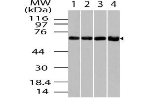 Image no. 1 for anti-Chaperonin (AA 50-300) antibody (ABIN5027110) (Chaperonin (AA 50-300) Antikörper)