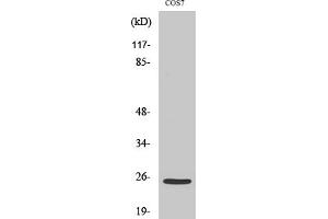 Western Blotting (WB) image for anti-Integrin Alpha7 LC (Cleaved-Glu959) antibody (ABIN5956401) (Integrin Alpha7 LC (Cleaved-Glu959) Antikörper)