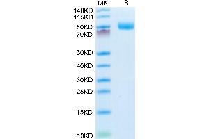 Mouse CD10 on Tris-Bis PAGE under reduced condition. (MME Protein (AA 52-750) (His tag))