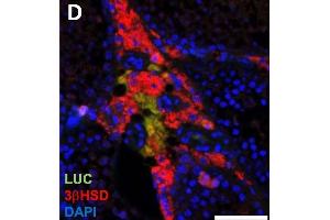 Luciferase expression in F1B-TMIR mouse testes. (HSD3B2 Antikörper)