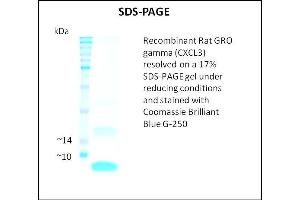 SDS-PAGE (SDS) image for Growth Regulated Oncogene gamma (GRO gamma) (Active) protein (ABIN5509447) (GRO gamma Protein)