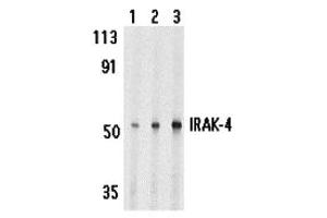 Western Blotting (WB) image for anti-Interleukin-1 Receptor-Associated Kinase 4 (IRAK4) (C-Term) antibody (ABIN1030445) (IRAK4 Antikörper  (C-Term))