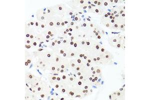 Immunohistochemistry of paraffin-embedded human stomach using H1F0 antibody at dilution of 1:100 (x40 lens).