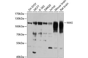 Western blot analysis of extracts of various cell lines, using MAG antibody (ABIN6128314, ABIN6143433, ABIN6143434 and ABIN6223006) at 1:1000 dilution. (MAG Antikörper)