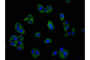 Immunofluorescence staining of HepG2 cells with ABIN7153343 at 1:266, counter-stained with DAPI. (GPR39 Antikörper  (AA 345-453))