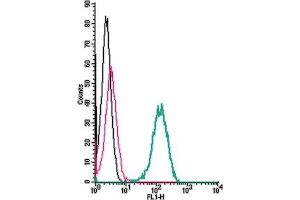 Cell surface detection of TrkB by indirect flow cytometry in live intact human  monocytic leukemia cells: + goat-anti-rabbit-FITC.