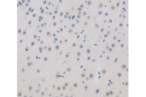 IHC-P analysis of Mouse Tissue, with DAB staining. (GAD Antikörper  (AA 1-97))