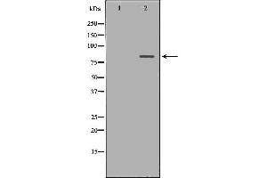 Western blot analysis of 293T  lysate using ATG7 antibody.