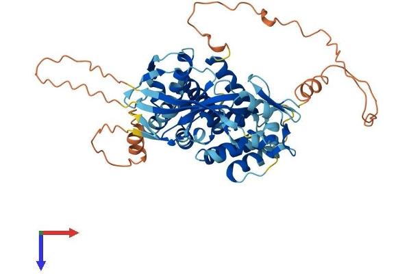 MLZE Protein (AA 1-508) (His tag)