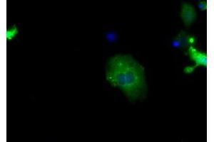 Image no. 2 for anti-Sorting Nexin 9 (SNX9) antibody (ABIN1501047) (SNX9 Antikörper)