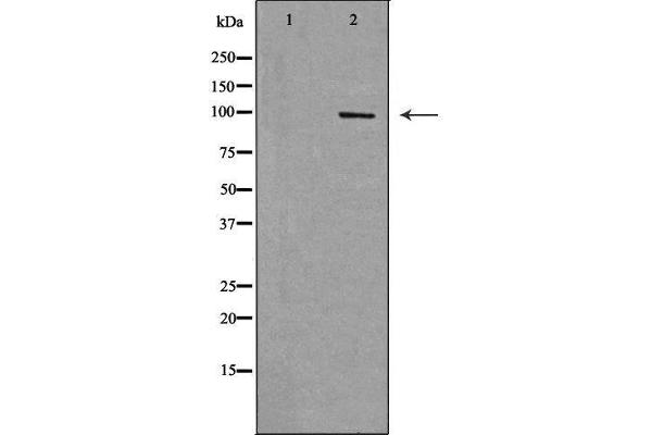 RAPGEF3 Antikörper  (C-Term)