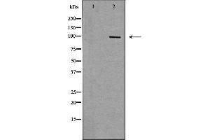 Western blot analysis of HepG2 cell lysate, using RAPGEF3 Antibody.