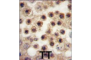 Formalin-fixed and paraffin-embedded human testis tissue reacted with YBX2 polyclonal antibody  , which was peroxidase-conjugated to the secondary antibody, followed by DAB staining.